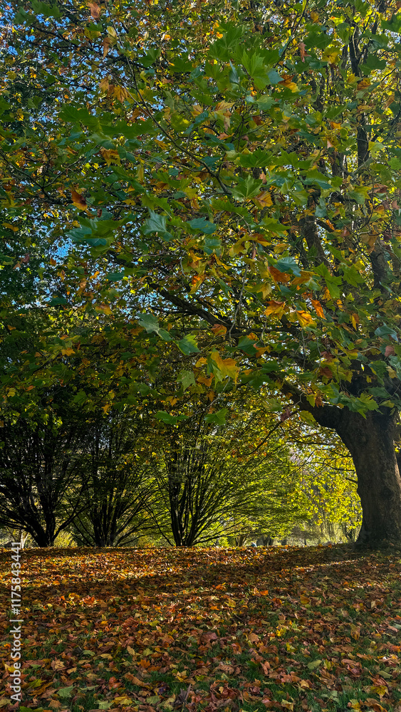 Autumn leaves fall under colourful trees in a serene park during a sunny afternoon