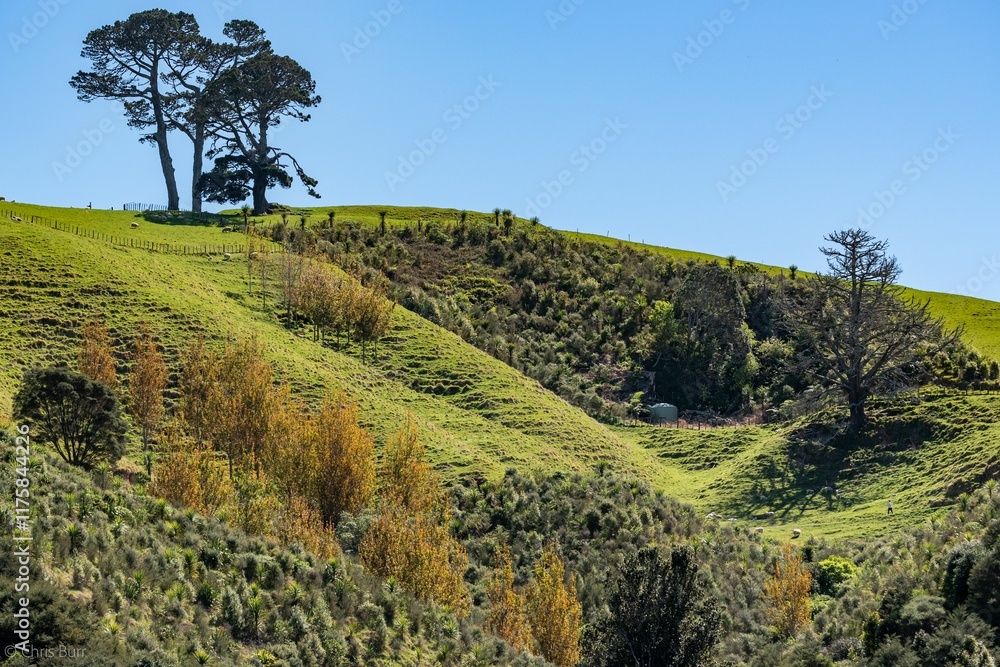 Fototapeta premium Rolling green hills and trees under a blue sky