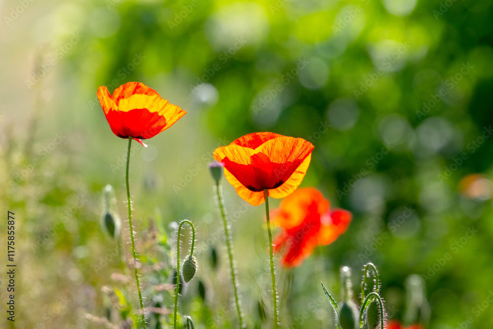 Fototapeta premium red poppy flower in a field on a background of green grass