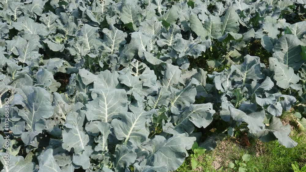 Broccoli field in the vegetable farm Broccoli field in the vegetable farm