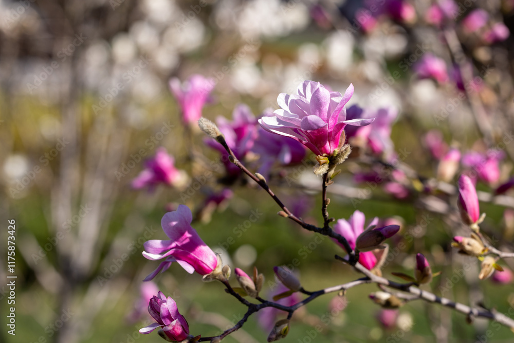 Pink magnolia flowers blooming on a branch in spring Pink magnolia flowers blooming on a branch in spring