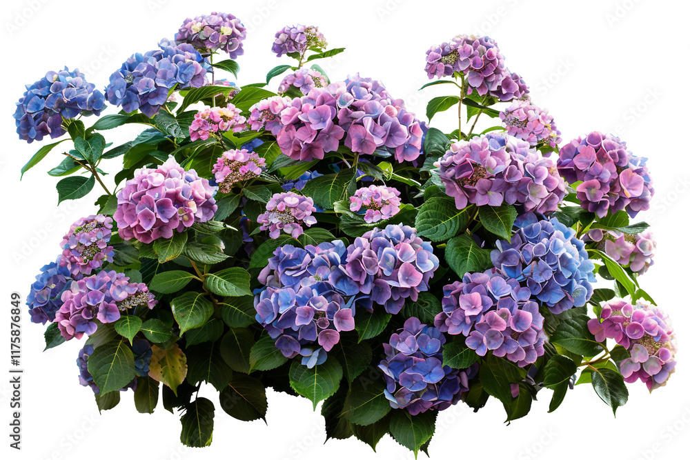 Shrubs of Hydrangeas with Thick, Round Floral Clusters isolated on transparent background Shrubs of Hydrangeas with Thick, Round Floral Clusters isolated on transparent background