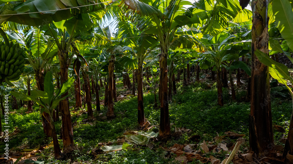 Fototapeta premium A lush banana plantation with vibrant green leaves and rows of banana trees. Sunlight filters through the foliage, creating a tropical and serene agricultural setting.