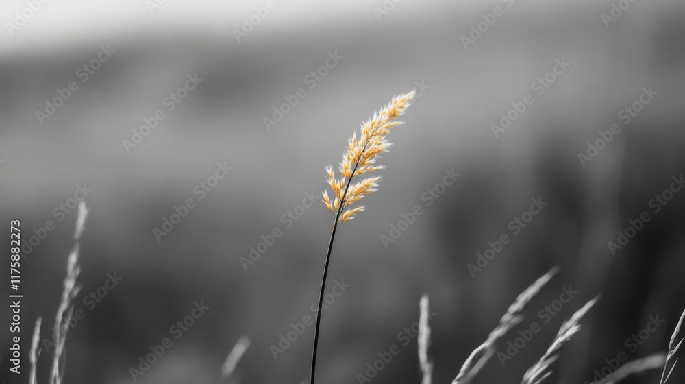 Fototapeta premium Single yellow grass stalk in monochrome field.