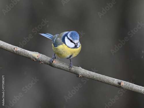 Blaumeise (Cyanistes caeruleus / Parus caeruleus)