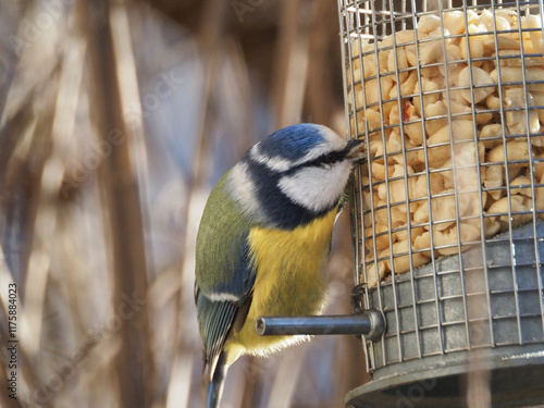 Blaumeise (Cyanistes caeruleus / Parus caeruleus) beim Futterhaus, frißt Erdnusskerne