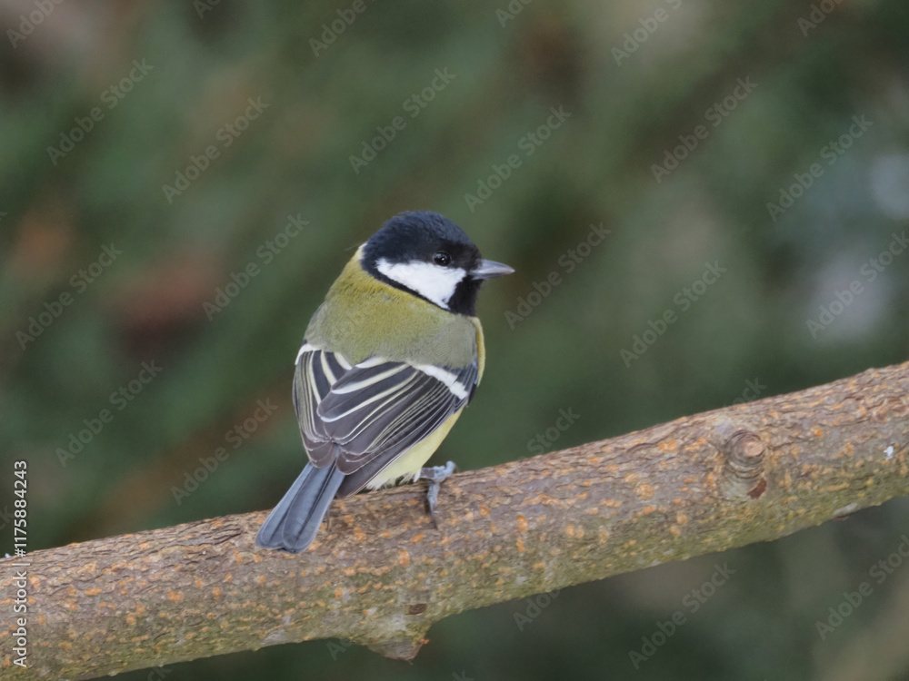 Obraz premium Kohlmeise (Parus major)