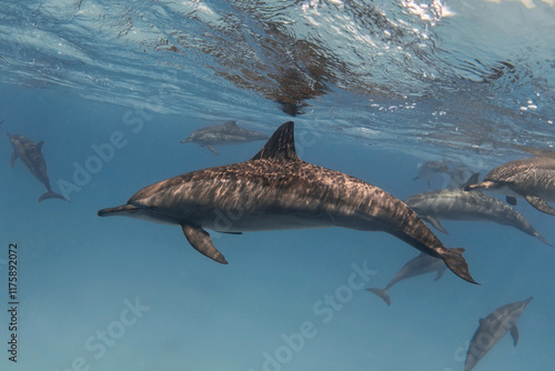 Spinner dolphin in the blue tropical sea underwater