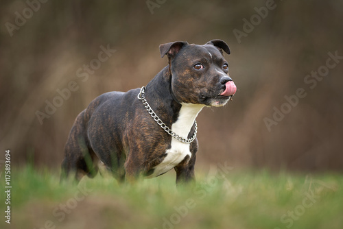 american staffordshire terrier