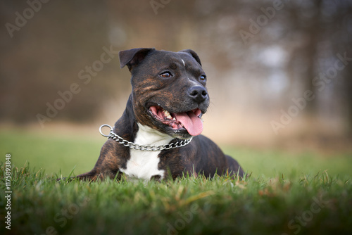 american staffordshire terrier dog