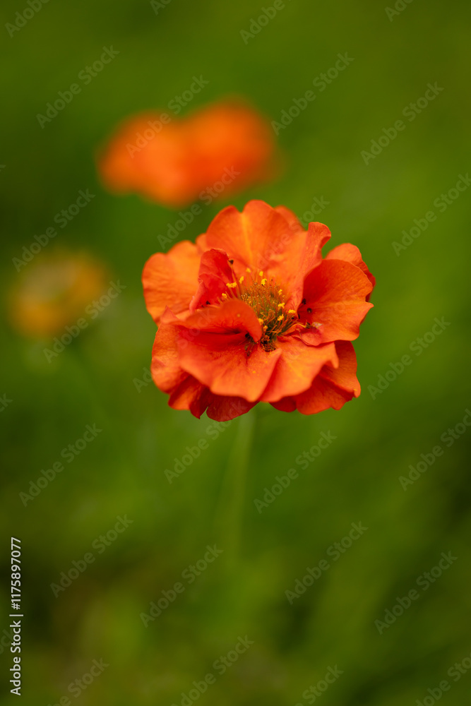 Kuklik szkarłatny (Geum Chiloense ‘MRS BRADSAW’ ), czerwone kwiaty wiosenne, zielone tło, wzór w kwiaty, tapeta kwiatowa Kuklik szkarłatny (Geum Chiloense ‘MRS BRADSAW’ ), czerwone kwiaty wiosenne, zielone tło, wzór w kwiaty, tapeta kwiatowa