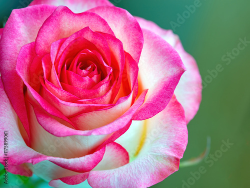 Vibrant pink rose blooms in gentle light showcasing nature's exquisite beauty