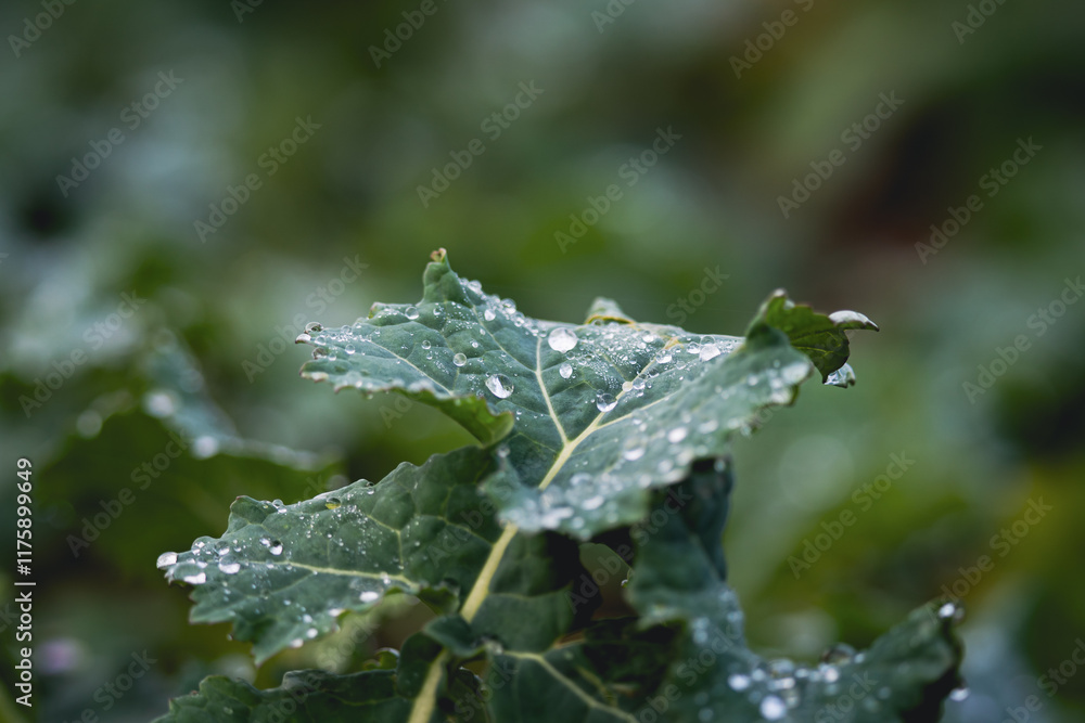 A vibrant kale salad leaf adorned with fresh dew drops, highlighting natural freshness and organic beauty A vibrant kale salad leaf adorned with fresh dew drops, highlighting natural freshness and organic beauty