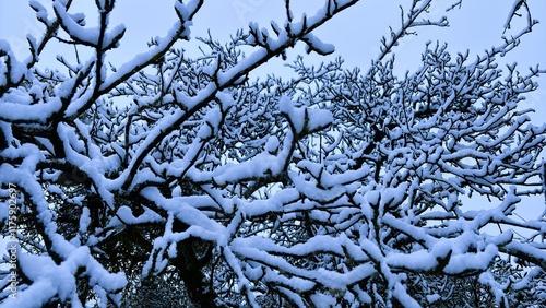 Snow-Covered Tree Branches photo