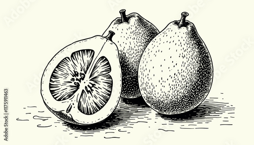 Intricate vintage Guava engraving in black and sepia tones with detailed linework, illustration