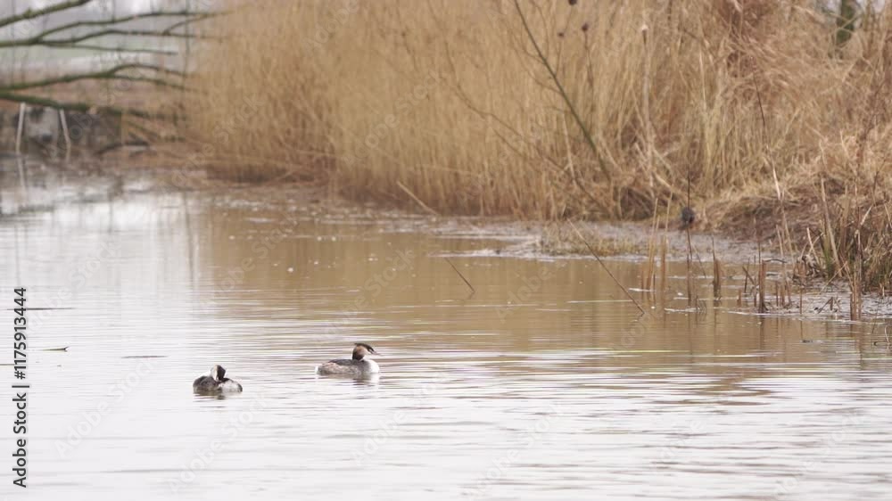A pair of great crested grebes (Podiceps cristatus) preening their feathers in winter - slow motion A pair of great crested grebes (Podiceps cristatus) preening their feathers in winter - slow motion