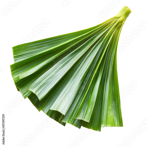 Sliced pandan leaf on a clean transparent background highlighting its vibrant green color and unique texture, slice pandan leaf isolated on transparent background photo