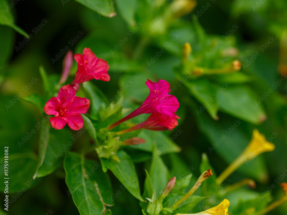 Fototapeta premium Chilean araucaria ( lat. Araucaria araucana ) is a coniferous tree
