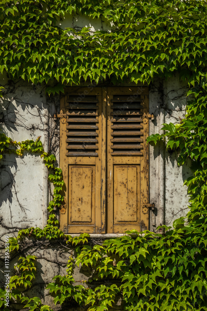 Closed Yellow Window Shutters on a Wall overgrown with green Ivy Leaves; Copy Space Closed Yellow Window Shutters on a Wall overgrown with green Ivy Leaves; Copy Space