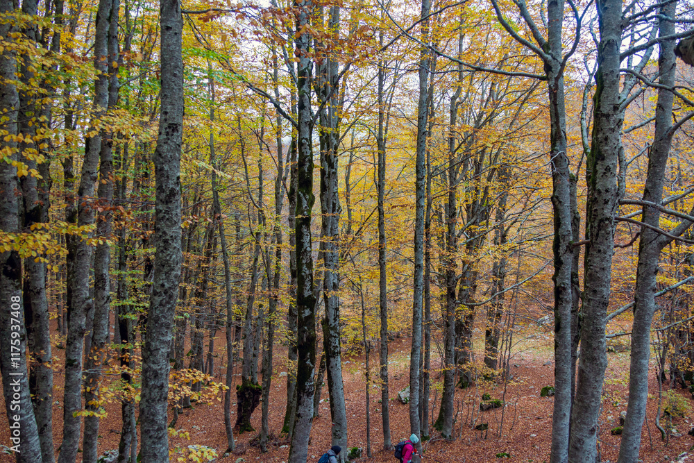 Bosco di Forca d'Acero in autunno. Mille colori in Abruzzo