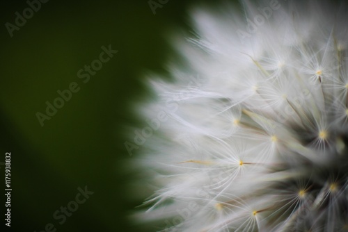 Flor blanca con pelusa blanca diente de leon con bokeh y fondo desenfocado abstracta