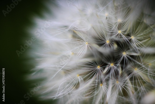 Flor blanca  diente de leon con bokeh y fondo desenfocado abstracta