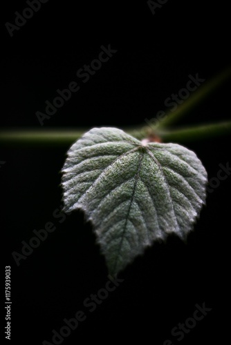 Hoja de parra verde muy de cerca con bokeh y fondo desenfocado