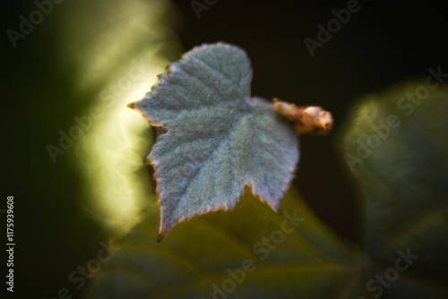 Hoja de parra pequeña con bokeh y fondo desenfocado
