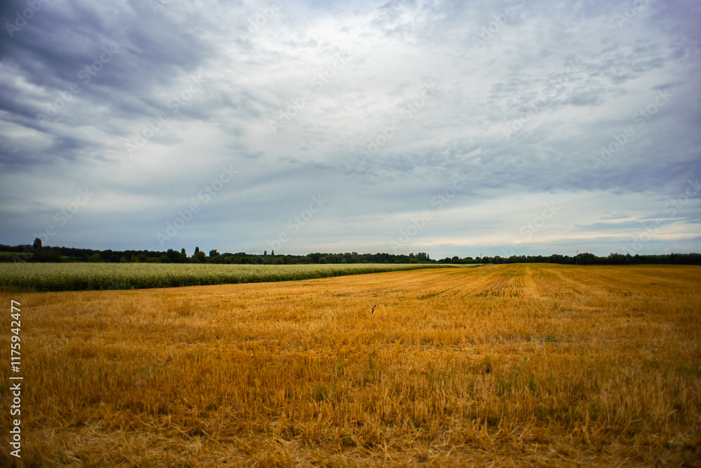 Agricultural fields with mown wheat. Summer landscape with wheat. Agricultural fields with mown wheat. Summer landscape with wheat.