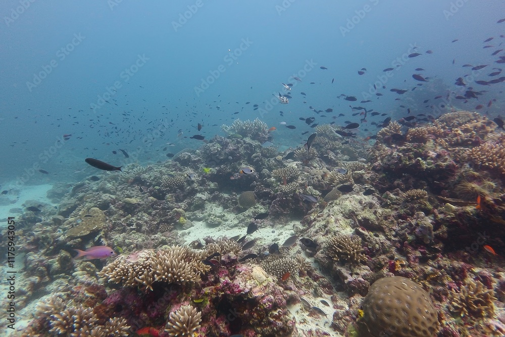 Obraz premium Underwater Coral Reef