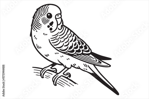 Line art of Budgerigar vector