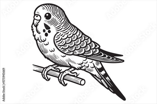 Line art of Budgerigar vector
