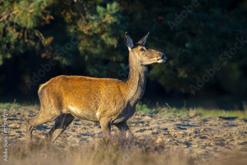 Female Red Deer doe or hind, Cervus elaphus photo