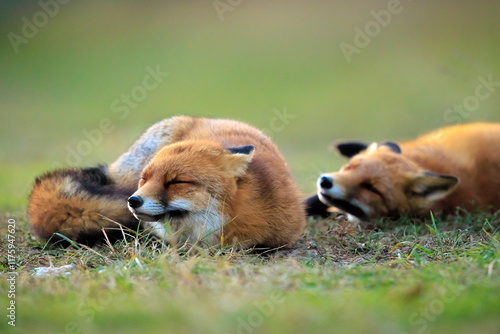 Wild red foxes vulpes vulpes playing photo