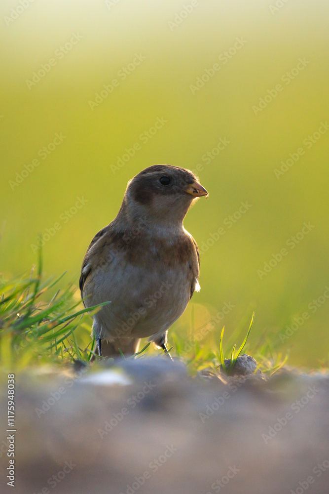 snow bunting female bird, Plectrophenax nivalis, foraging in grass snow bunting female bird, Plectrophenax nivalis, foraging in grass
