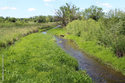 Brewster Creek in a meadow on a sunny day at James 