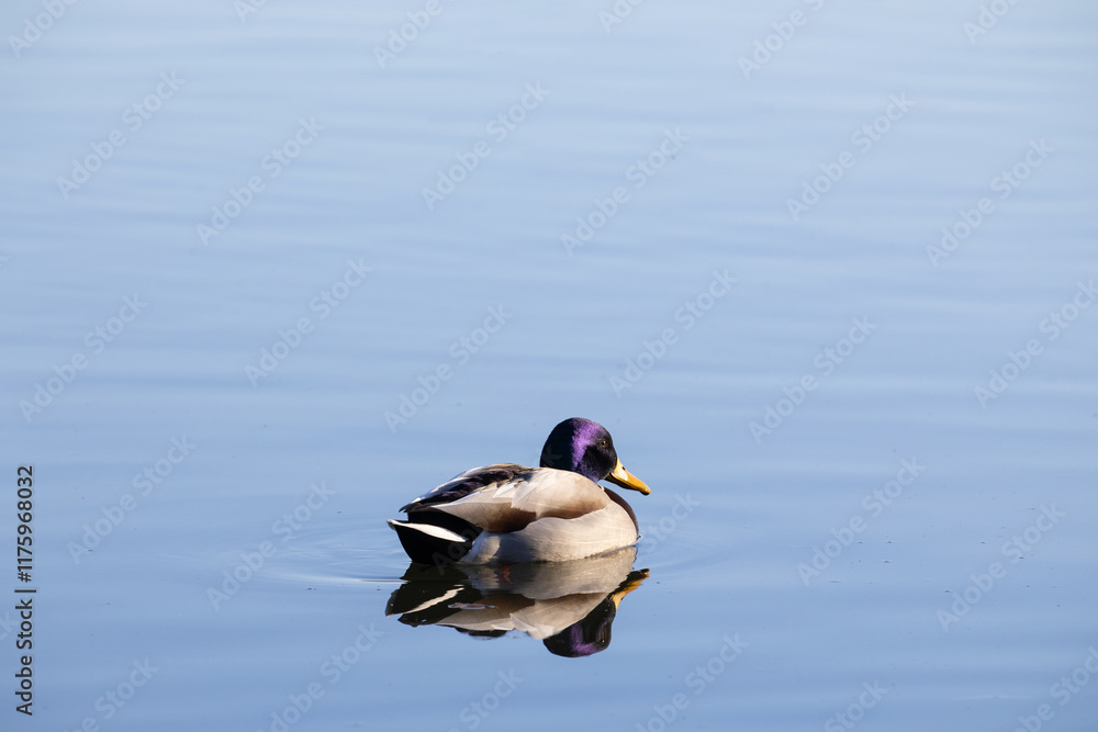 Obraz premium duck bird on blue lake