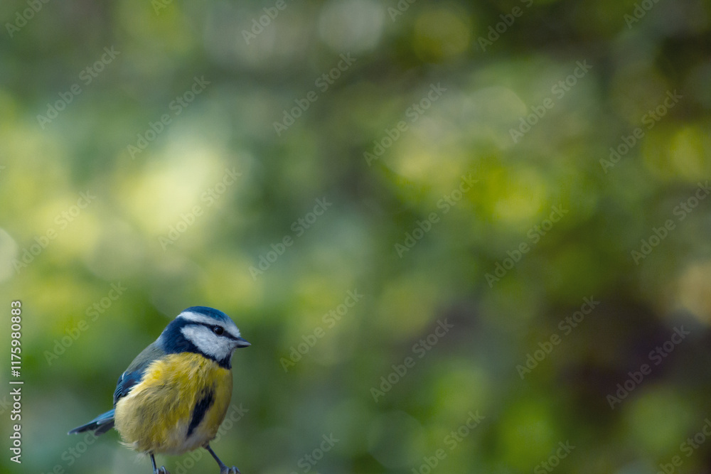 Fototapeta premium Eurasian blue tit with bokeh background