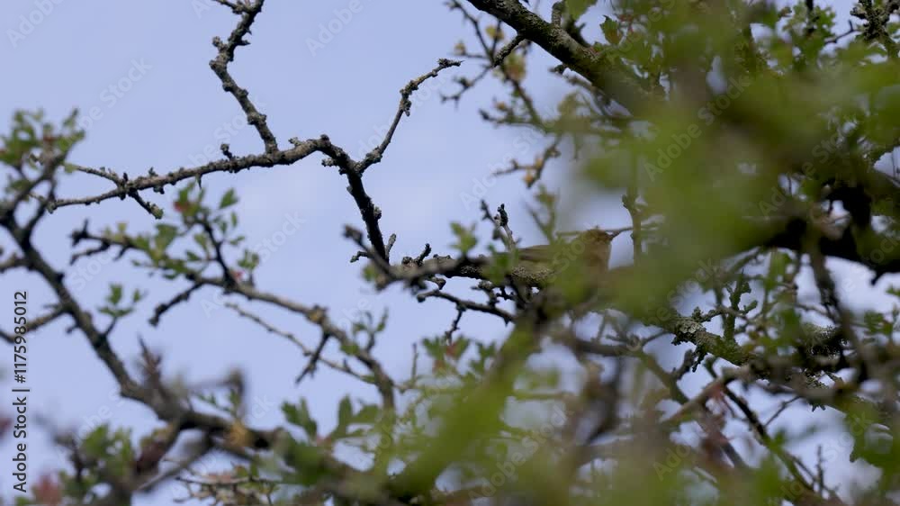 A small bird perches on a branch in a peaceful forest, surrounded by fresh green leaves. The bird chirps softly, blending harmoniously with the natural environment and clear blue sky. A small bird perches on a branch in a peaceful forest, surrounded by fresh green leaves. The bird chirps softly, blending harmoniously with the natural environment and clear blue sky.