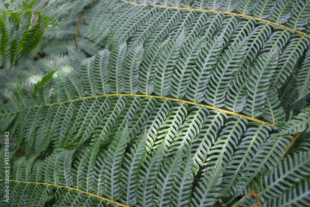 Detailed close-up of vibrant green fern leaves Detailed close-up of vibrant green fern leaves