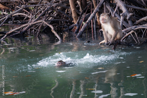 monkey mother and child