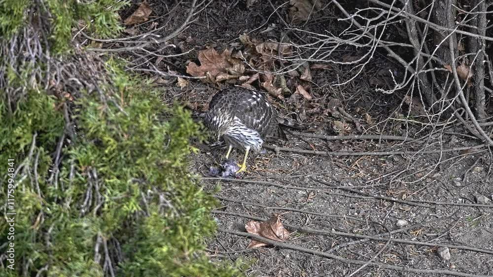 Young hawk eating sparrow in a natural habitat during the late afternoon Young hawk eating sparrow in a natural habitat during the late afternoon