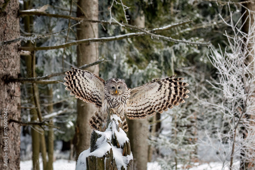 Fototapeta premium Owl in flight. Ural owl, Strix uralensis, with widely spread wings landing on rotten stump in snowy forest. Beautiful grey owl in natural habitat. Wild bird of prey in winter nature. Wildlife.