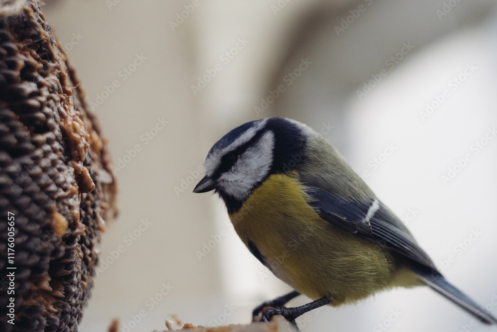 Naklejka premium blue tit at a bird feeder
