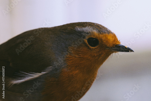 close up of a robin