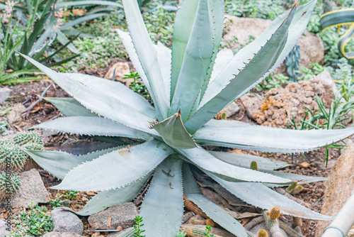 Image of a large Agave plant with its distinctive central shoot quiote The plant has splayed green leaves typical of succulents in the Agavaceae family Possibly taken at a botanical garden or sim photo