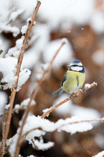 Snowy Blue Tit (Cyanistes caeruleus) perched on a frosty branch in Winter. Yorkshire, UK, January