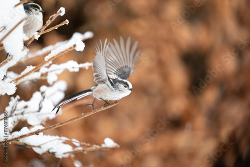Winter snow scene of a Long Tailed Tit (Aegithalos caudatus) taking flight from a snowy frosty branch - Yorkshire, UK in January
