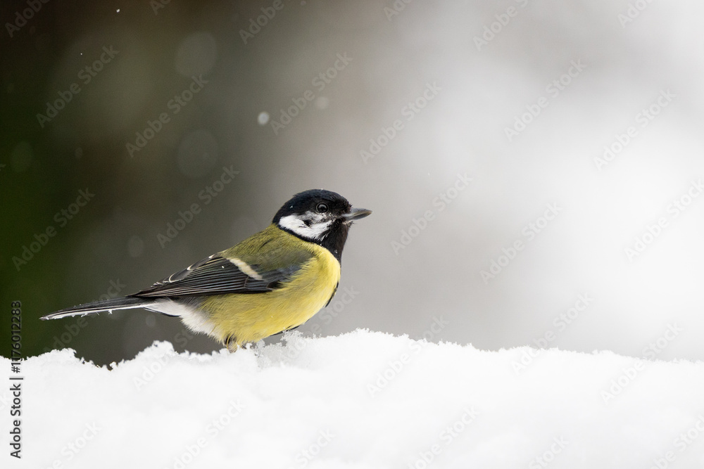 Obraz premium Winter snow scene of a Great Tit (Parus major) standing on snow whilst its snowing - Yorkshire, UK in January