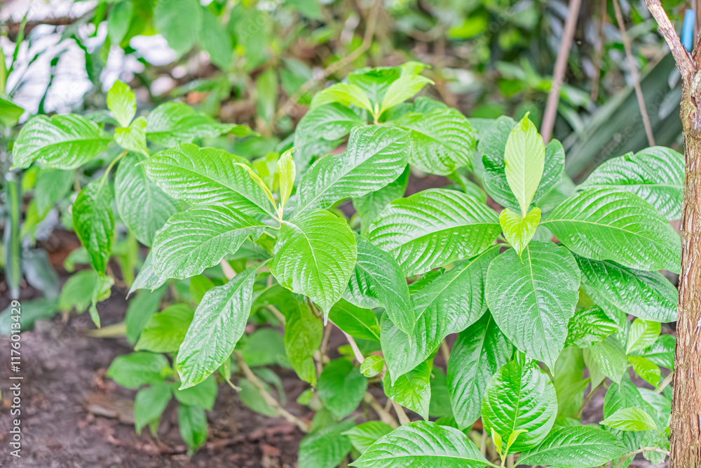 Close-up view of small, glossy green plants with fresh leaflets in an outdoor setting, possibly a garden or forest floor Close-up view of small, glossy green plants with fresh leaflets in an outdoor setting, possibly a garden or forest floor